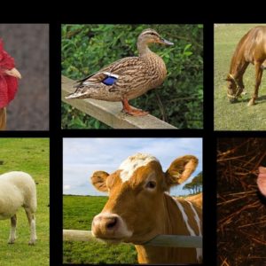 Συμπληρώματα