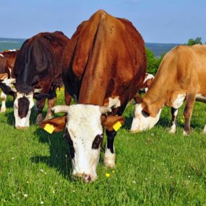 ΙΣΟΡΡΟΠΙΣΤΕΣ ΜΥΡΗΚΑΣΤΙΚΩΝ