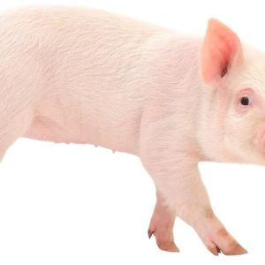 ΧΟΙΡΟΤΡΟΦΙΑ