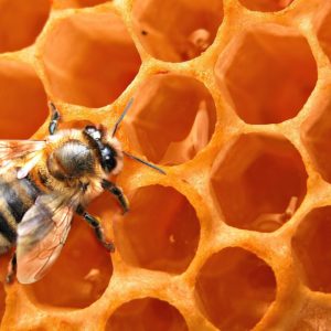 ΠΡΟΜΙΓΜΑΤΑ ΒΙΤΑΜΙΝΩΝ ΚΑΙ ΙΧΝΟΣΤΟΙΧΕΙΩΝ ΓΙΑ ΜΕΛΙΣΣΕΣ