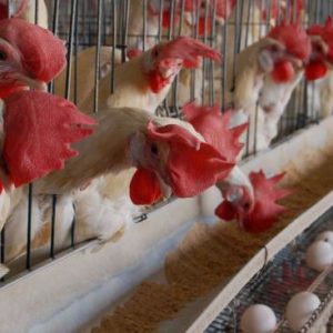 ΠΡΟΜΙΓΜΑΤΑ ΒΙΤΑΜΙΝΩΝ ΚΑΙ ΙΧΝΟΣΤΟΙΧΕΙΩΝ ΓΙΑ ΠΟΥΛΕΡΙΚΑ