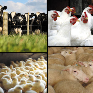 Προμίγματα βιταμινών και ιχνοστοιχείων