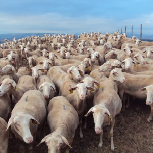 ΑΙΓΟΠΡΟΒΑΤΑ