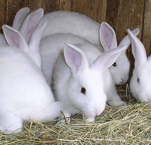 ΙΣΟΡΡΟΠΙΣΤΗΣ	ΚΟΥΝΕΛΙΩΝ